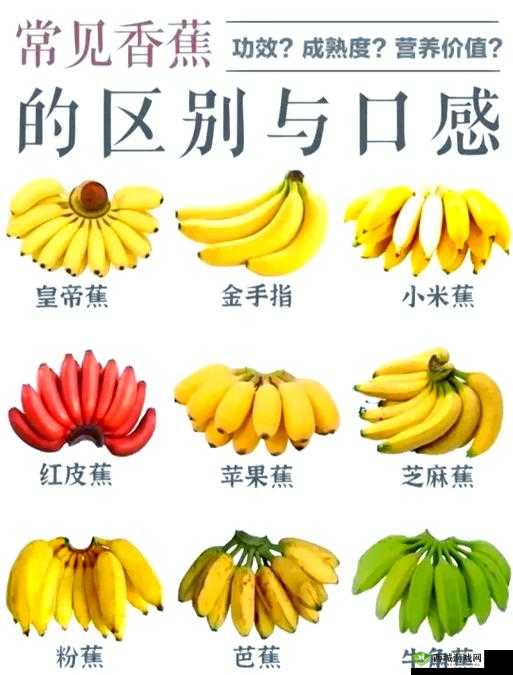 探索水果的奇妙世界：草莓、香蕉、秋葵、黄瓜、榴莲的独特魅力